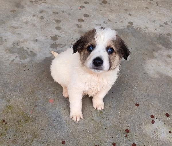 Orso, Cucciolo Futura Taglia Media